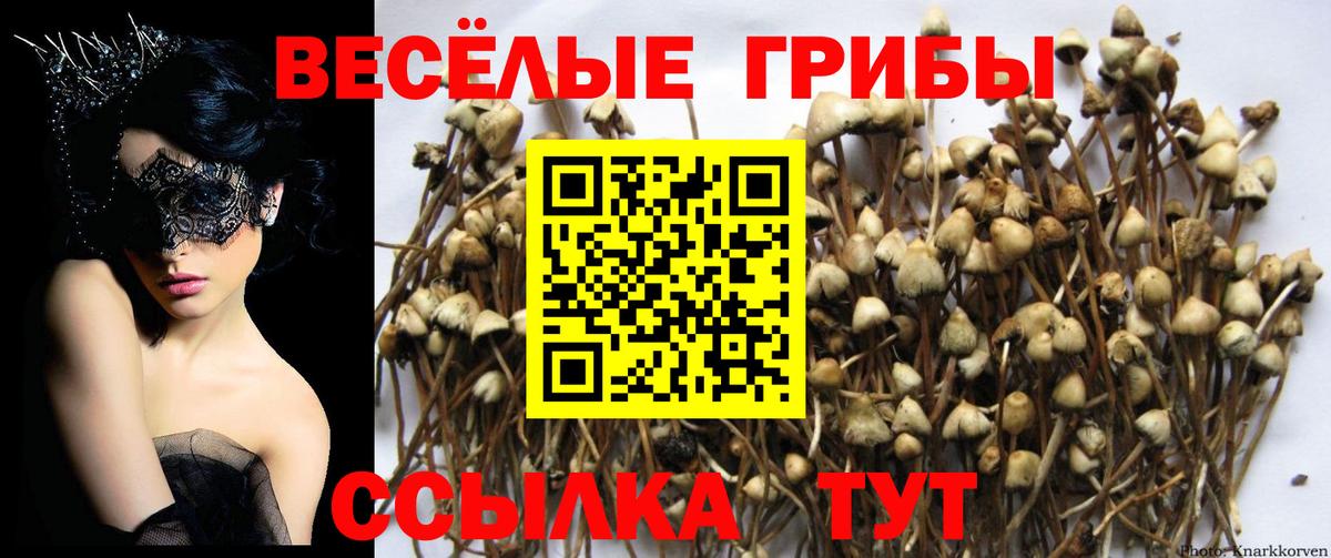 Кудрово  Галлюциногенные грибы Psilocybe  Псилоцибиновые грибы MAGIC MUSHROOMS  Вход с VPN 
